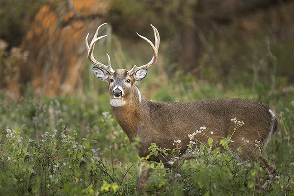 whitetail deer, saskatchewan, trophy hunting