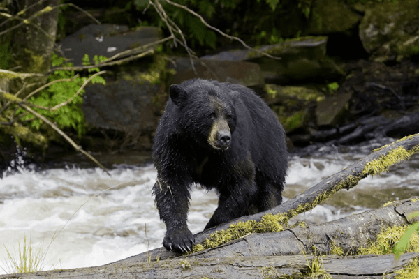black bear, saskatchewan, trophy hunts